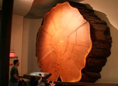 Sequoia tree American Museum of Natural History