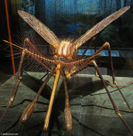 Scary bug, in the American Museum of Natural History