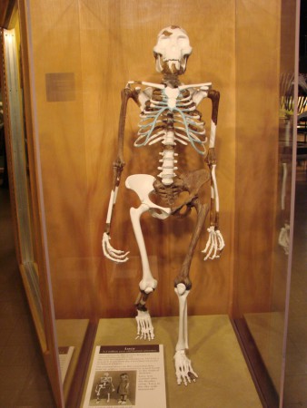 Skeleton of Lucy, in the American Museum of Natural History