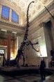 /album/photogallery/barosaurus-mount-1-jpg1/