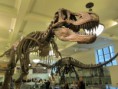 /album/photogallery/new-york-museum-natural-history-dinosaurs-t-rex-jpg/