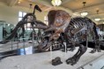 /album/photogallery/new-york-manhattan-dinosaurs-american-museum-natural-history-nyc-jpg/